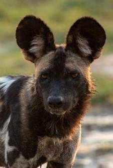 Vahşi Köpekler Sürü ve Gurur