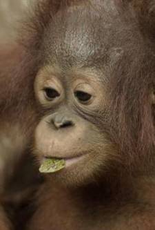 Orangutan Orman Okulu